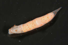 Image of pale spot fat brown slug