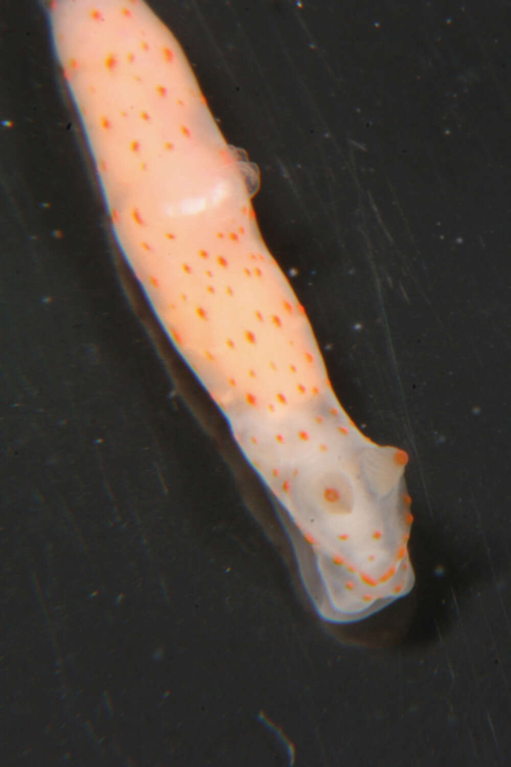 Image of pale spot fat brown slug