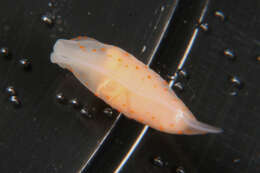 Image of pale spot fat brown slug