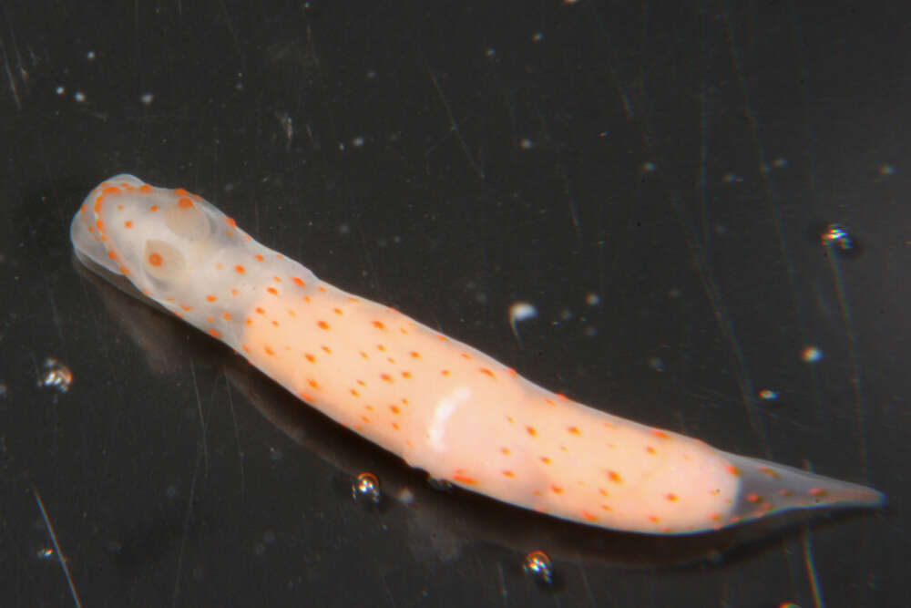 Image of pale spot fat brown slug