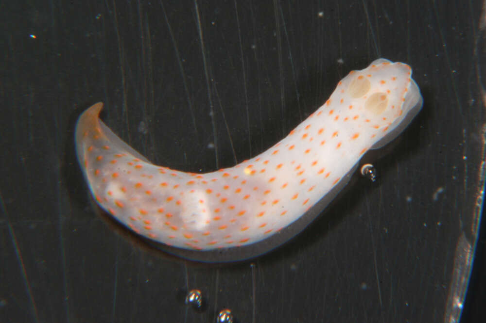 Image of pale spot fat brown slug