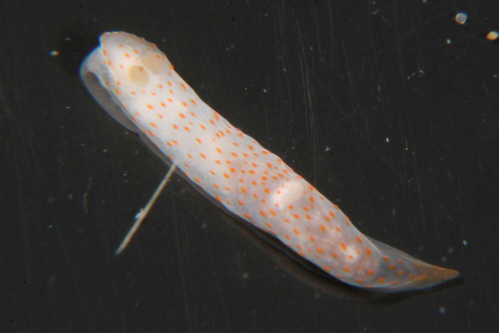 Image of pale spot fat brown slug