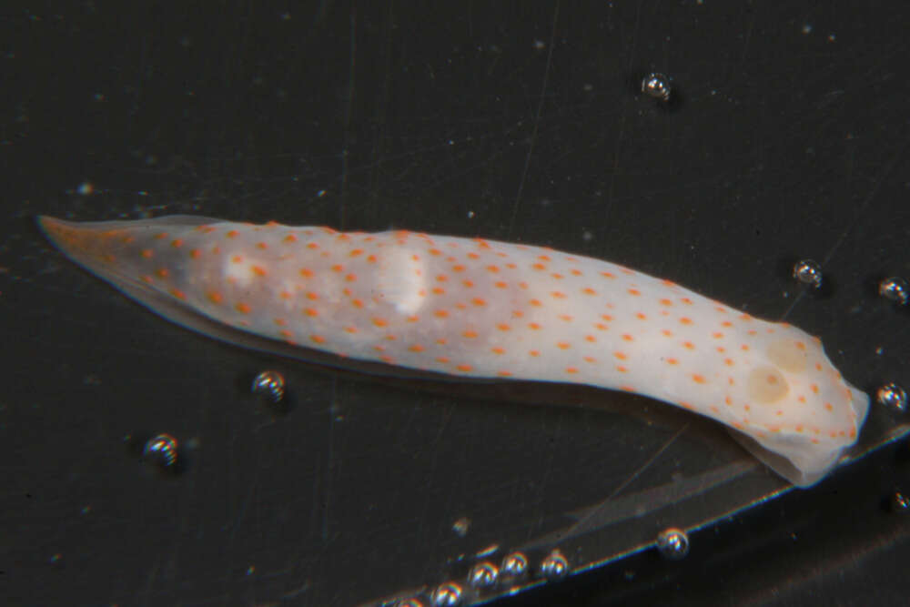 Image of pale spot fat brown slug