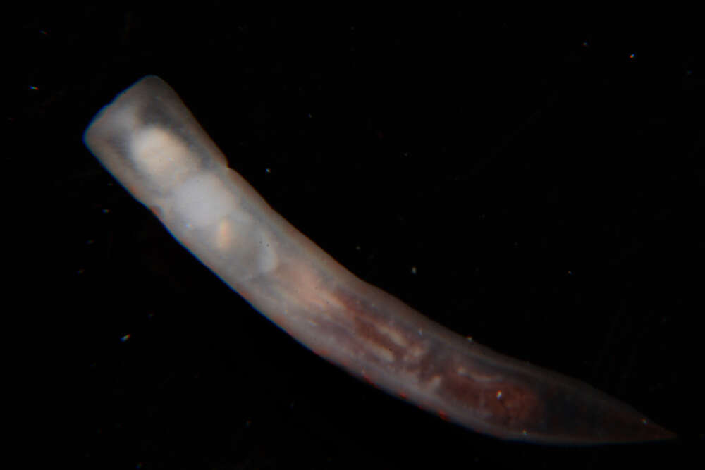 Image of pale spot fat brown slug