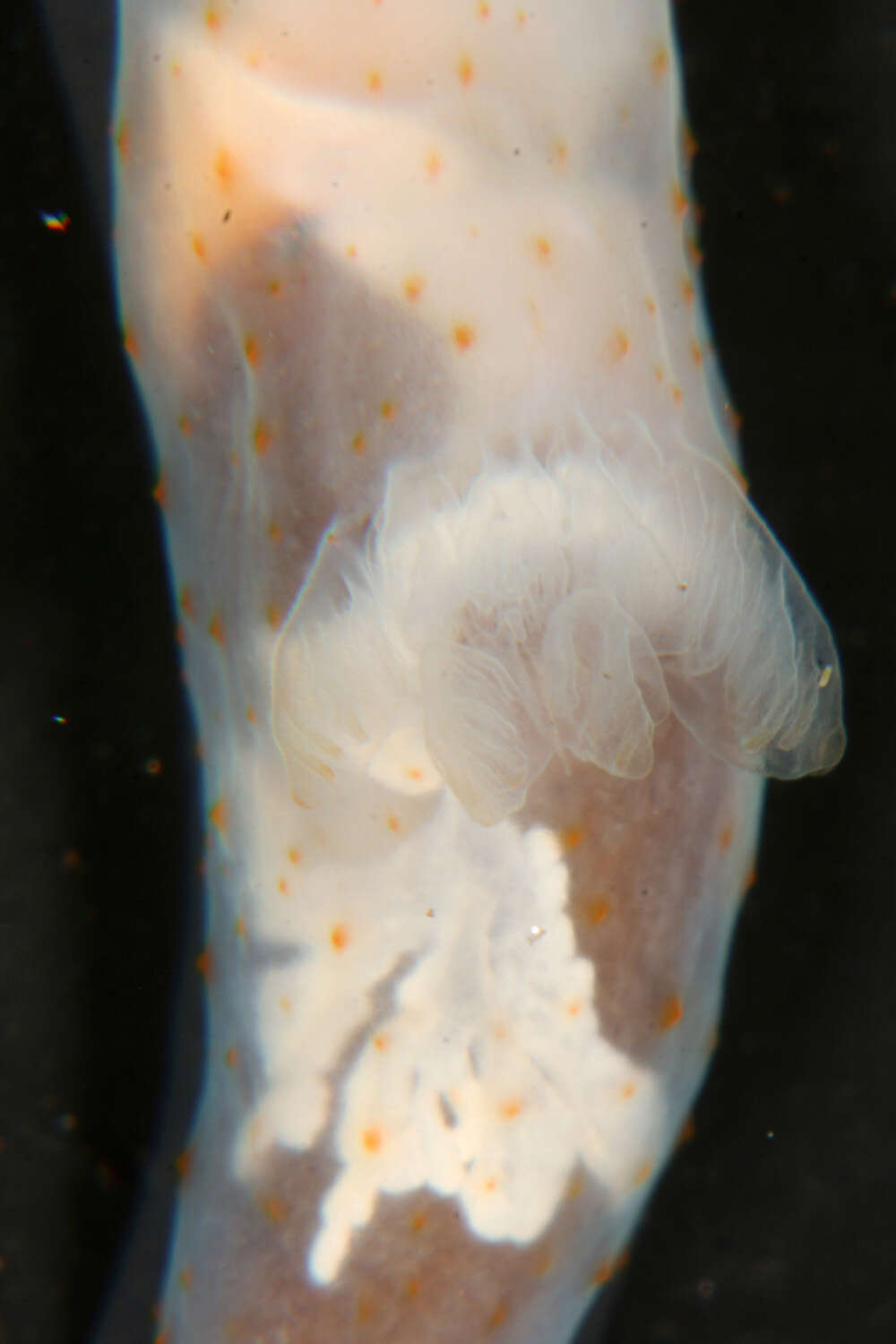 Image of pale spot fat brown slug