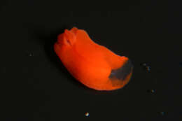 Image of Siphopteron Gosliner 1989