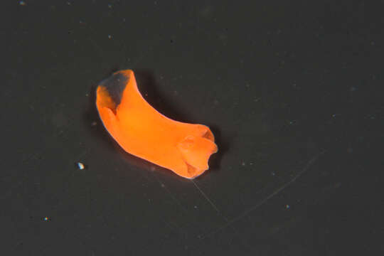 Image of Siphopteron