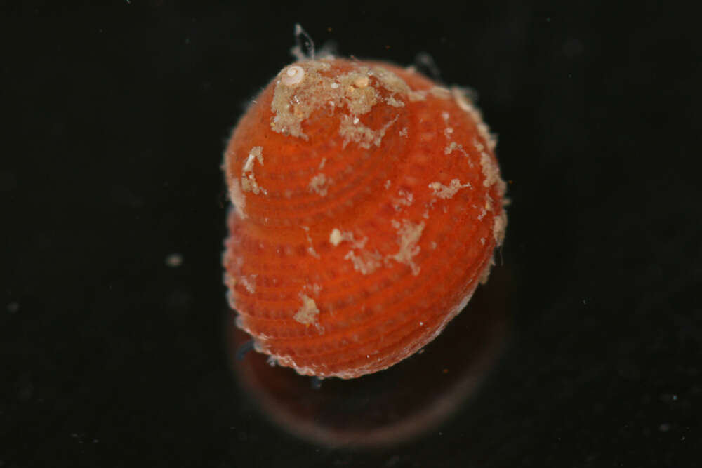 Image de Gastropoda Cuvier 1795