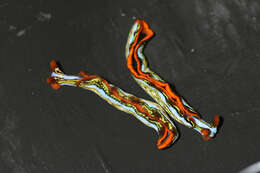 Image of Painted slug