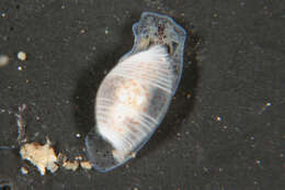 Image of <i>Atys semistriata</i>