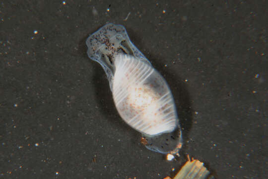 Image of <i>Atys semistriata</i>