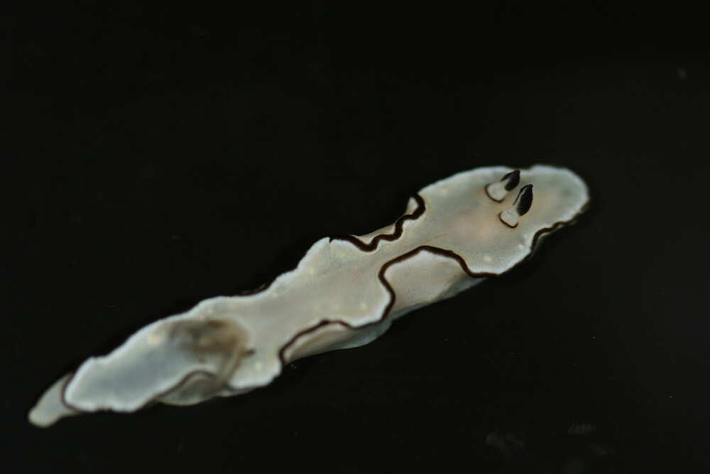 Image of Black margined slug