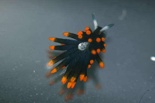 Image of Limapontiidae Gray 1847