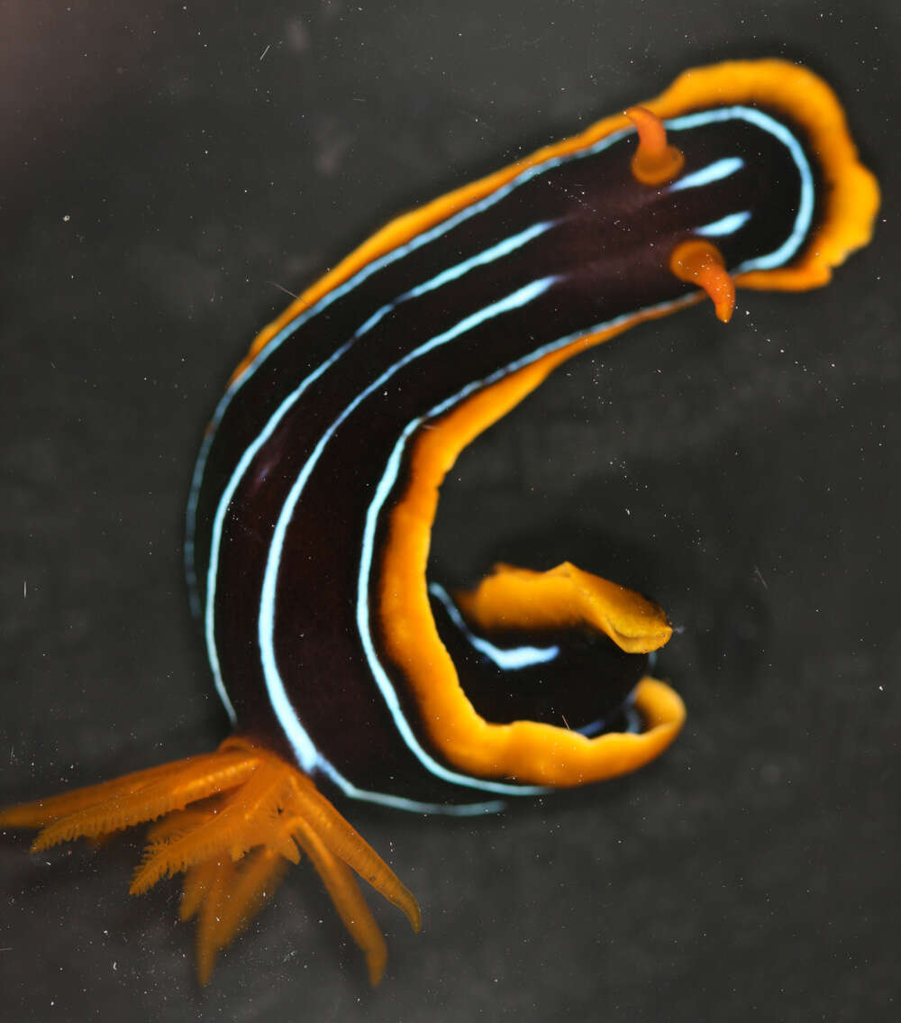 Image of Kuiter's black white orange slug