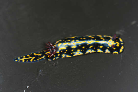 Image of Red gilled yellow spotted green slug