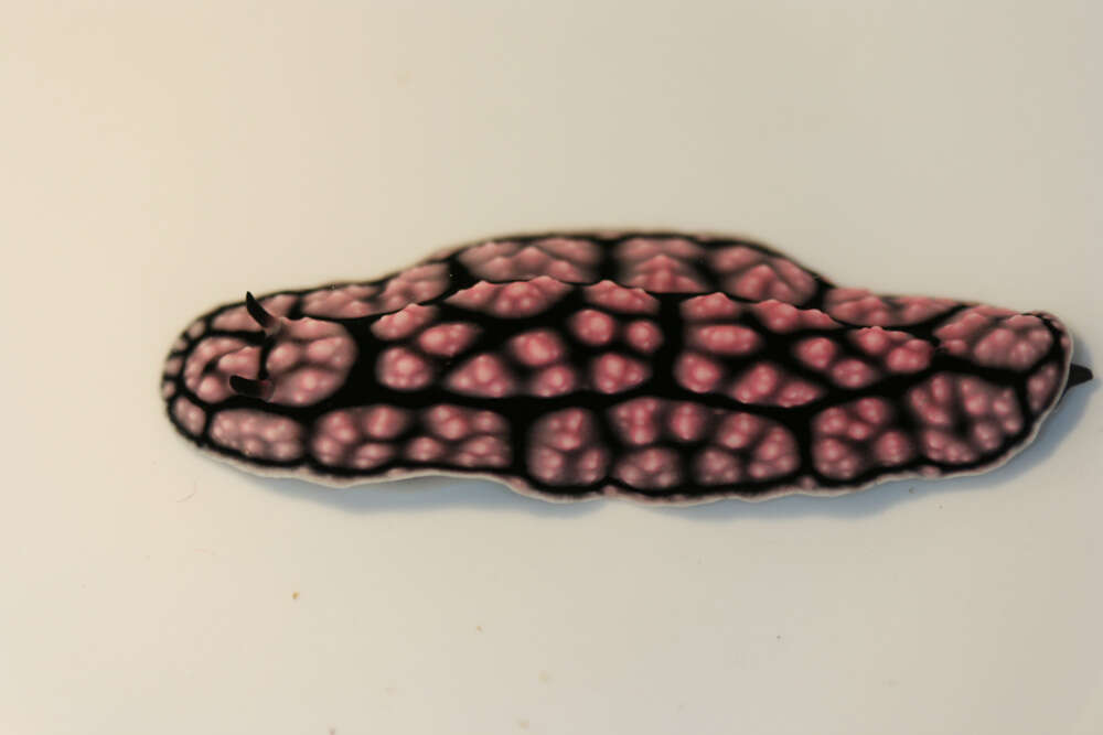 Image of Lumpy black and grey slug