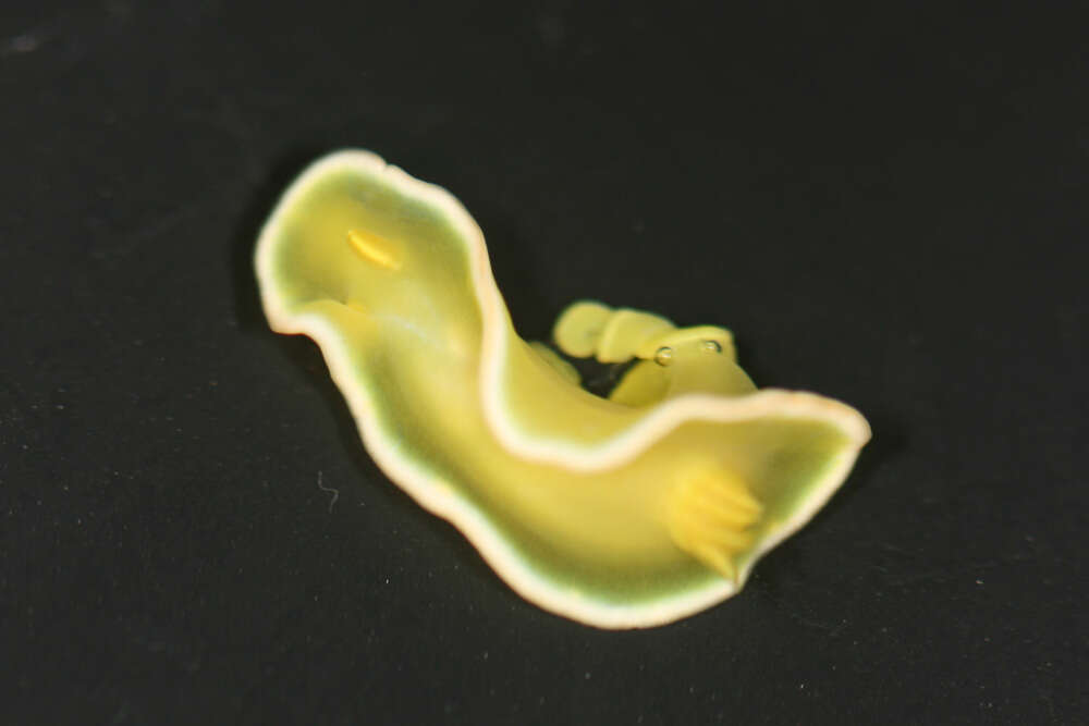 Image of White edge yellow slug