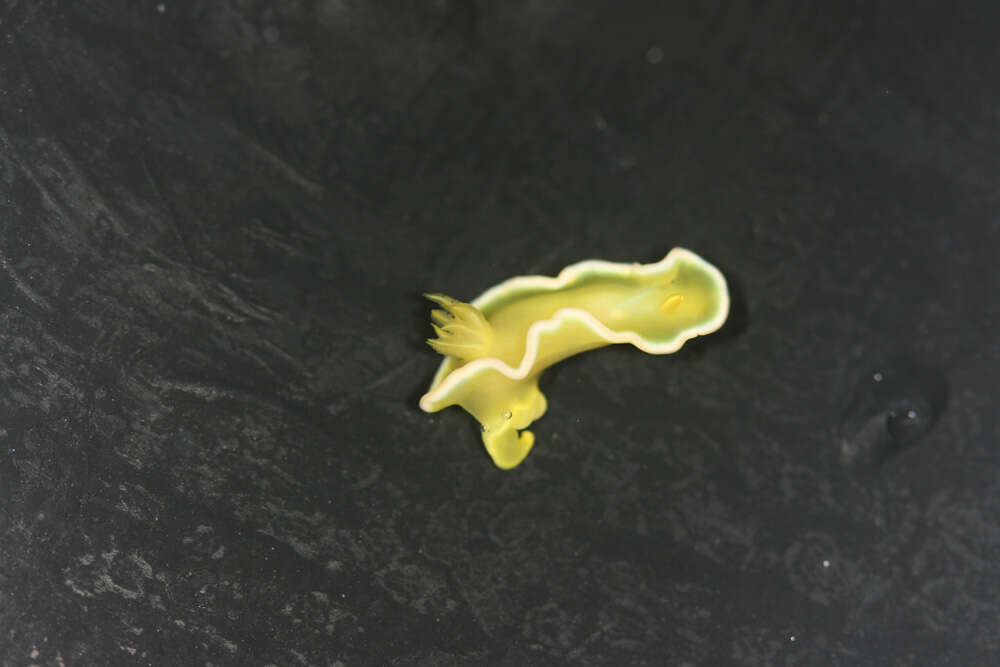 Image of White edge yellow slug