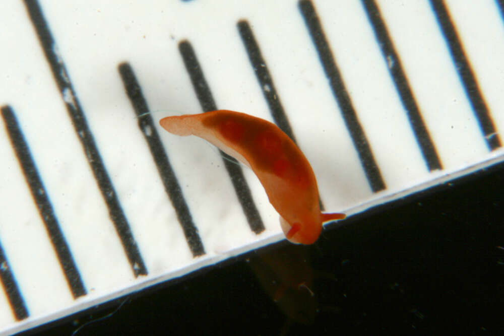 Image of Okadaiidae