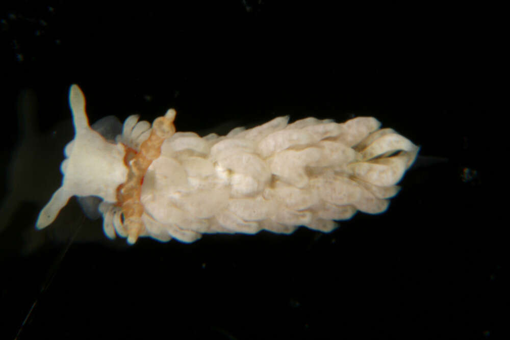 Image of Bulbaeolidia alba (Risbec 1928)