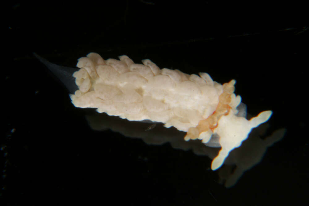 Image of Bulbaeolidia alba (Risbec 1928)