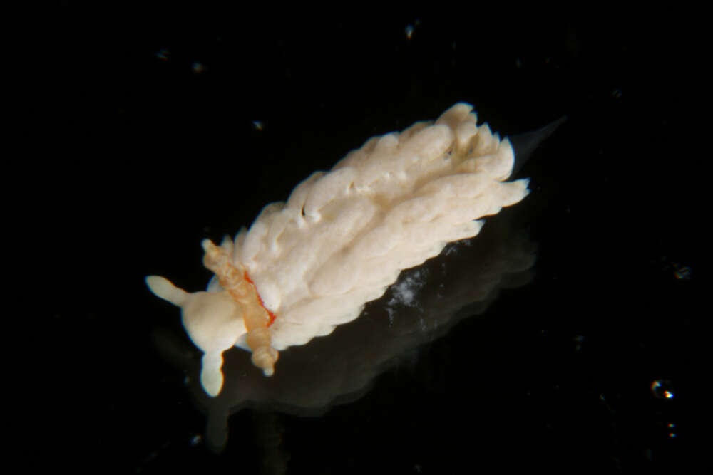 Image of Bulbaeolidia alba (Risbec 1928)