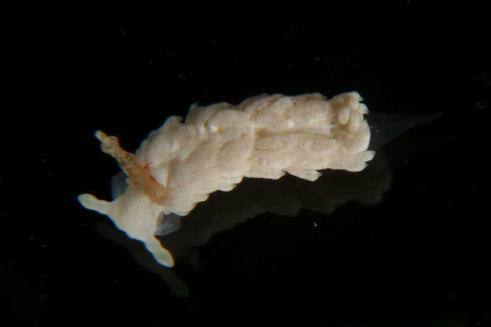 Image of Bulbaeolidia alba (Risbec 1928)