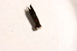 Image of Cephalaspidea P. Fischer 1883