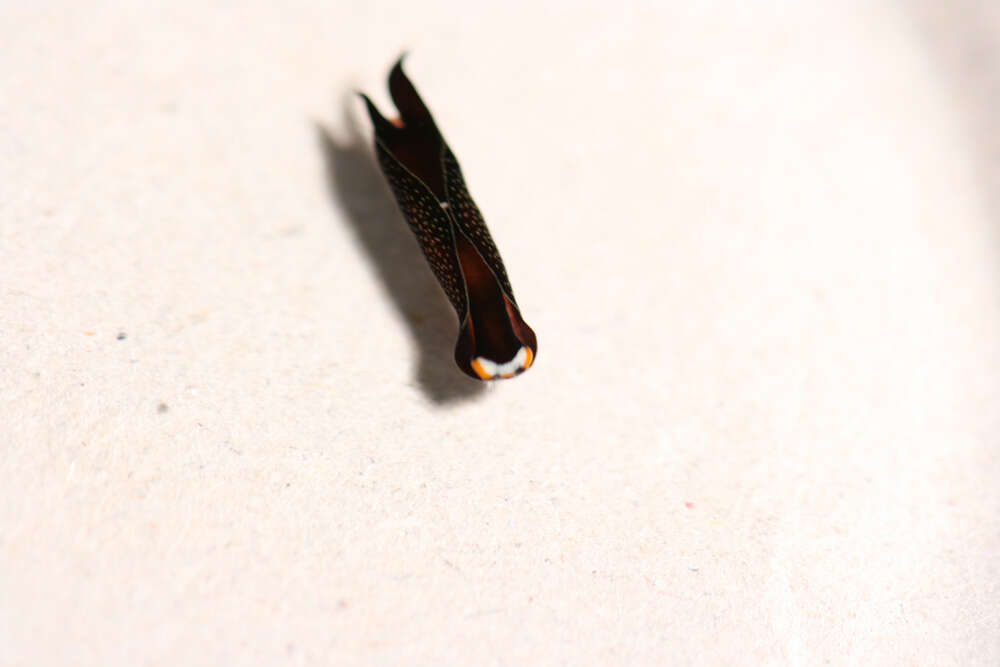 Image of Cephalaspidea P. Fischer 1883