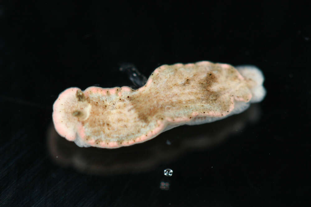 Image of Dermatobranchus rodmani Gosliner & Fahey 2011