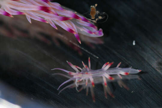 Image of Red lined slug