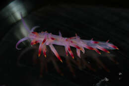Image of Red lined slug