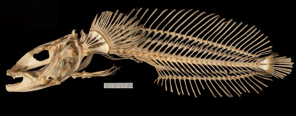 Image of Amphichthys