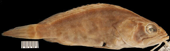 Image of Duskytail grouper