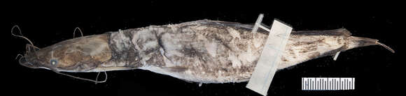 Image of Broadhead Catfish