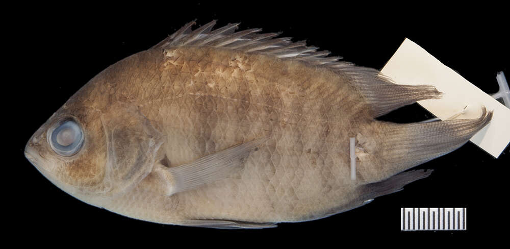 Image of Pristolepididae