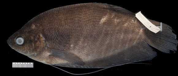 Image of Snakeskin gourami