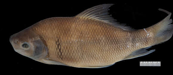 Слика од Osteochilus melanopleurus (Bleeker 1852)