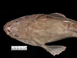 صورة Xenocephalus egregius (Jordan & Thompson 1905)