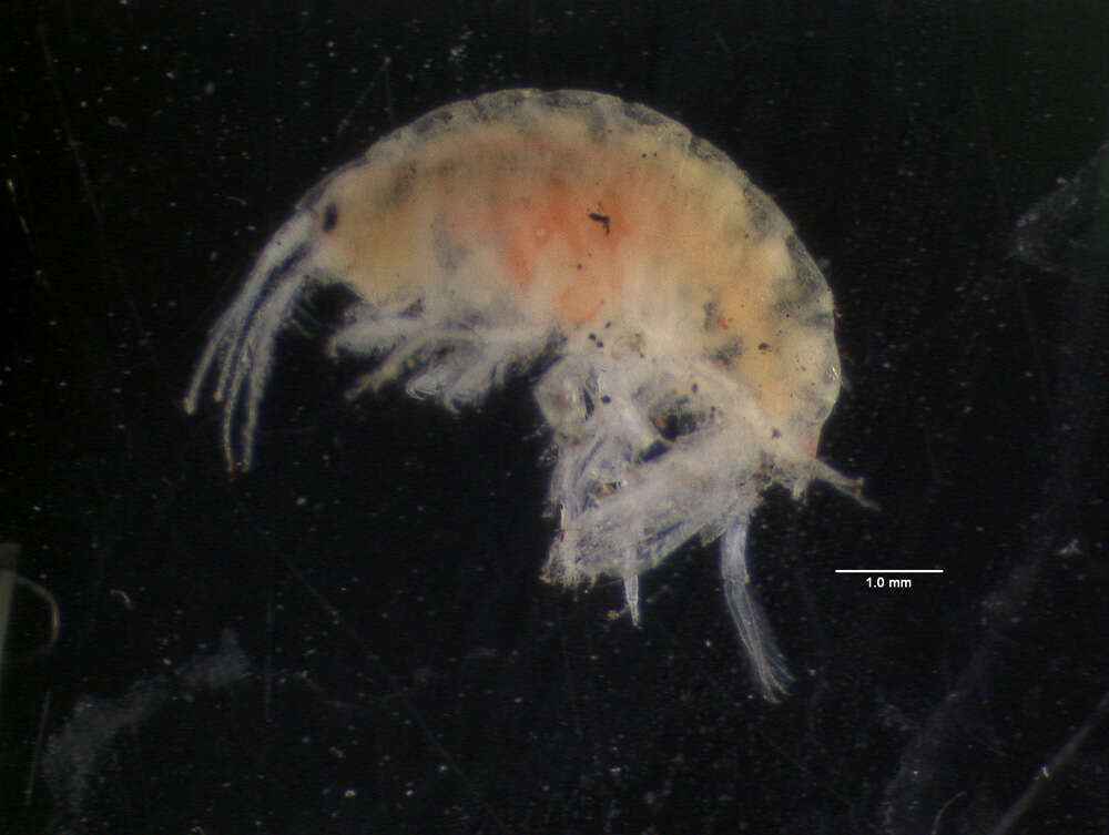 Image of amphipods