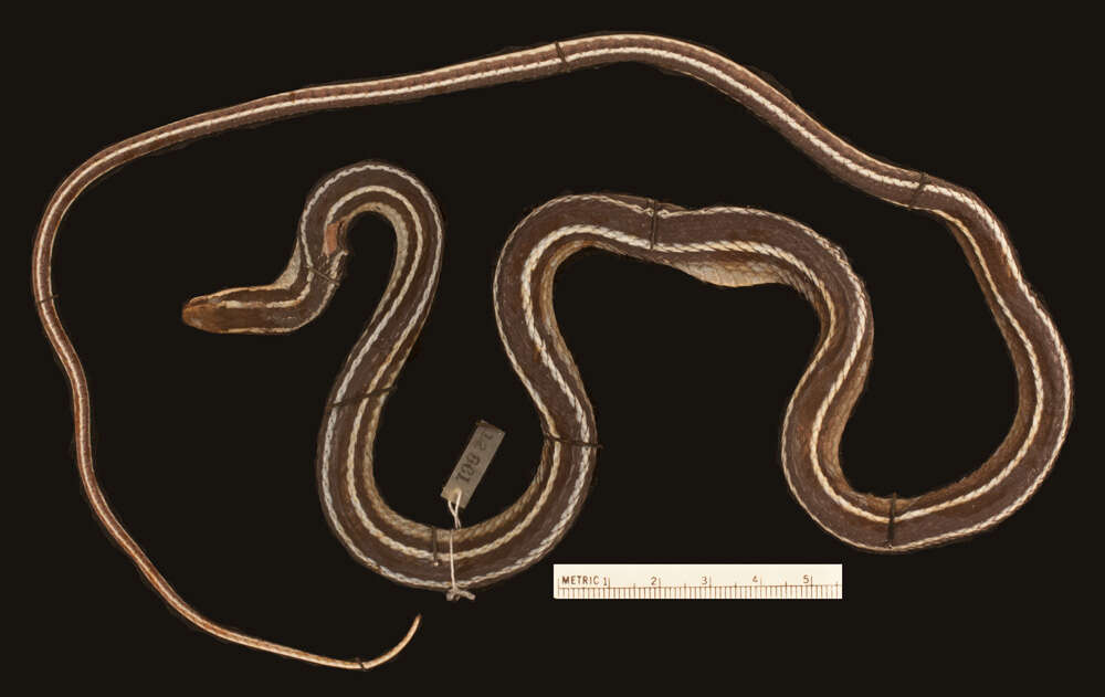 Image of Reptiliomorpha