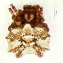 Image of Enacrosoma frenca Levi 1996