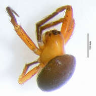 Image of orb weavers