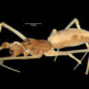 Image of Tetragnatha bryantae Roewer 1951