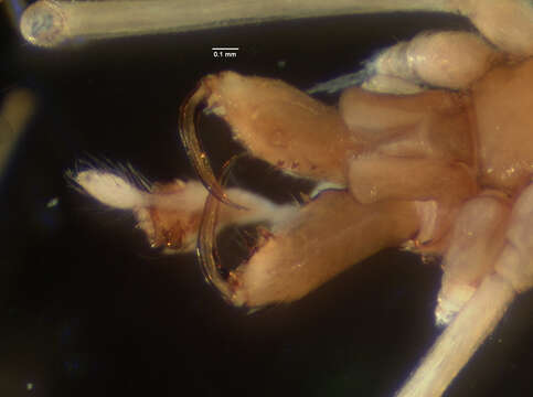 Image of Tetragnatha bryantae Roewer 1951