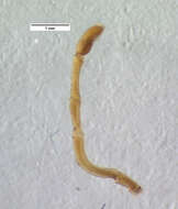 Image of <i>Cobanus mandibularis</i>