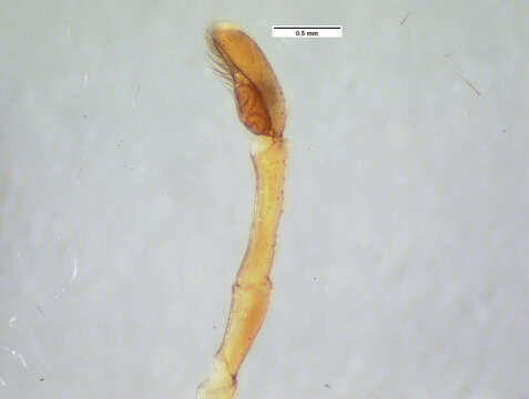 Image of <i>Cobanus mandibularis</i>