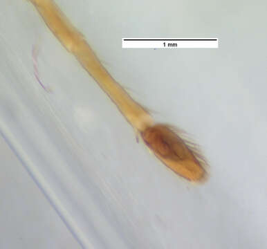 Image of <i>Cobanus mandibularis</i>