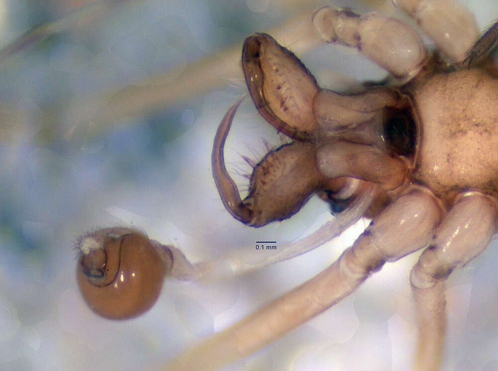 Image of Hispanognatha guttata Bryant 1945