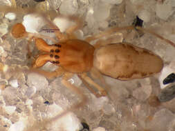 Image of Hispanognatha guttata Bryant 1945